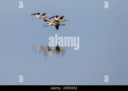 avocet américain (Recurvirostra americana), survolant le lac, Montana, États-Unis, juin. Banque D'Images