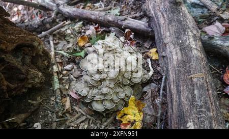 Champignons Maitake Hen of the Woods poussant près d'un chêne. Banque D'Images