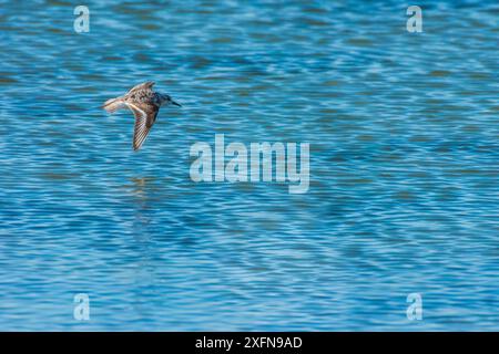 Le plus petit pier de sable (Calidris minutilla) survolant les eaux côtières, Dennisport, Massachusetts, États-Unis. Mai. Banque D'Images