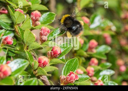 Bourdon primitif (Bombus pratorum) se nourrissant de fleurs de Cotoneaster (Cotoneaster sp.), Monmouthshire, pays de Galles, Royaume-Uni, mai. Banque D'Images