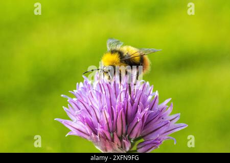 Bourdon précoce (Bombus pratorum) mâle se nourrissant de ciboulette (Allium schoenoprasum), Monmouthshire, pays de Galles, mai. Banque D'Images