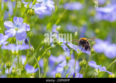 Bourdon (Bombus hypnorum) se nourrissant de lin (Linum usitatissimum), Monmouthshire, pays de Galles, Royaume-Uni. Mai. Banque D'Images