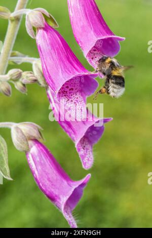 Bourdon de jardin (Bombus hortorum) volant pour se nourrir de Foxglove (Digitalis purpurea) Monmouthshire, pays de Galles, Royaume-Uni. Juin. Banque D'Images