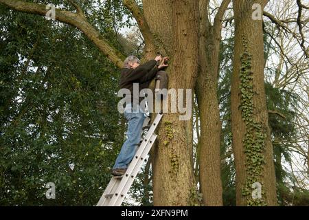 Homme installant Schwegler Bat Box sur un arbre de chêne (Quercus robur), Herefordshire Bat Group, Docklow Church, Herefordshire, Angleterre, ROYAUME-UNI. Février 2017. Banque D'Images