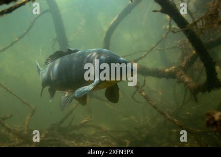 Carpe commune (Cyprinus carpio) parmi les racines des arbres le long de la rive du lac, pays-Bas, avril Banque D'Images