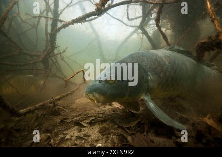 Carpe commune (Cyprinus carpio) parmi les racines des arbres le long de la rive du lac, pays-Bas, mars Banque D'Images