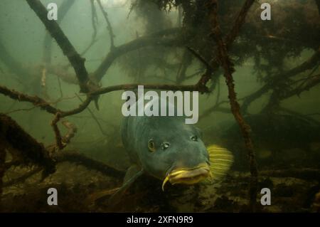 Carpe commune (Cyprinus carpio) parmi les racines des arbres le long de la rive du lac, pays-Bas, mars Banque D'Images