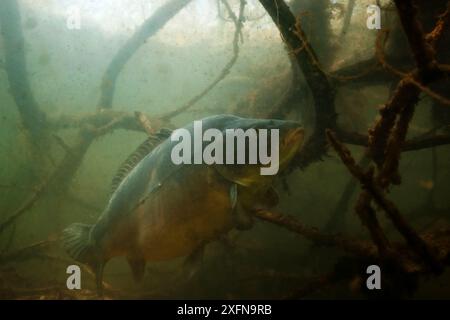 Carpe commune (Cyprinus carpio) parmi les racines des arbres le long de la rive du lac, pays-Bas, mars Banque D'Images