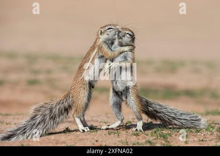 Les jeunes écureuils terrestres (Ha83 inauris) combats, Kgalagadi Transfrontier Park, Northern Cape, Afrique du Sud, janvier. Banque D'Images