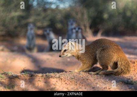 La mangouste jaune (Cynictis penicillata) au repaire des suricates, parc transfrontalier de Kgalagadi, Cap Nord, Afrique du Sud, janvier. Les mangoustes jaunes partagent parfois des tanières avec des suricates. Banque D'Images