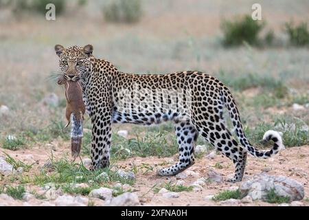 Femelle léopard (Panthera pardus) avec écureuil terrestre (Xerus inauris) qu'elle vient de capturer, Kgalagadi Transfrontier Park, Cap Nord, Afrique du Sud. Banque D'Images