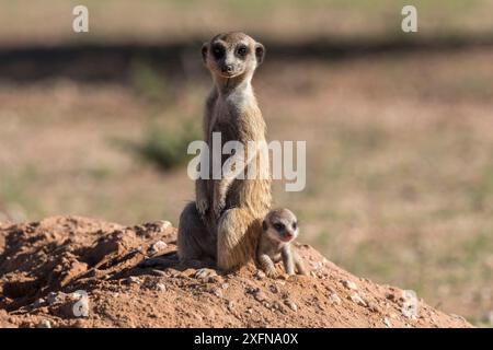 Suricate (Suricata suricatta) avec des jeunes, Kgalagadi Transfrontier Park, Northern Cape, Afrique du Sud, janvier. Banque D'Images