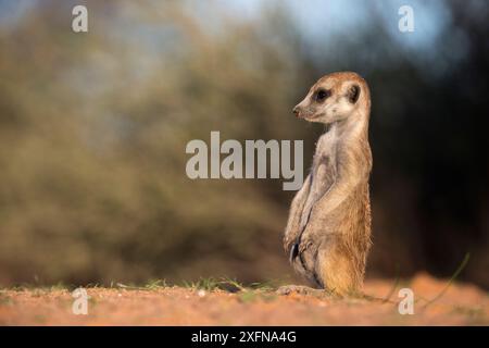 Jeune suricate (Suricata suricatta), Kgalagadi Transfrontier Park, Northern Cape, Afrique du Sud, janvier. Banque D'Images