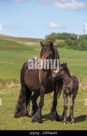 Poney fell avec poulain, Greenholme stud, Stoney Gill Farm, Shap, Cumbria, Mai 2016 Banque D'Images