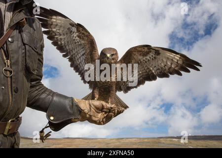 Buzzard commun (Buteo buteo) sur le gant, fauconnerie captive, Cumbria, Royaume-Uni, avril. Banque D'Images