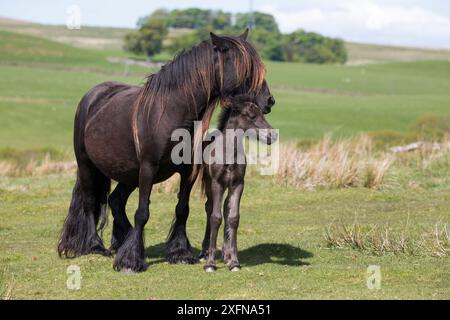 Poney fell avec poulain, Greenholme stud, Stoney Gill Farm, Shap, Cumbria, Mai 2016 Banque D'Images