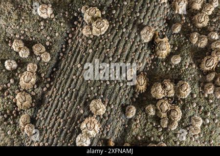 Bernacles poussant sur les restes fossilisés de Calamites, une plante commune pendant la période carbonifère. Falaises fossiles de Joggins site du patrimoine mondial de l'UNESCO, baie de Fundy en Nouvelle-Écosse, Canada. Mai 2017 Banque D'Images
