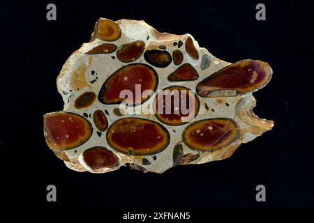 Hertfordshire puddingstone, conglomérat, clastes de silex dans une matrice silicieuse, Hertfordshire, Angleterre Banque D'Images