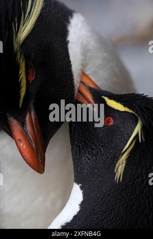 Pingouins Rockhopper du Sud (Eudyptes chrysocome) en préparation de couples dans une exposition de cour, île Kidney, îles Falkland, octobre. Espèces vulnérables. Banque D'Images