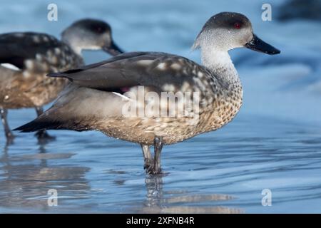 Couple de canards à crête (Lophonetta specularioides), île Kidney, îles Falkland, octobre Banque D'Images