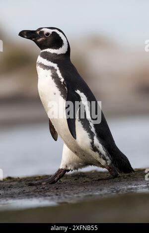 Manchot de Magellan (Spheniscus magellanicus) marche, île des otaries, îles Falkland, octobre Banque D'Images