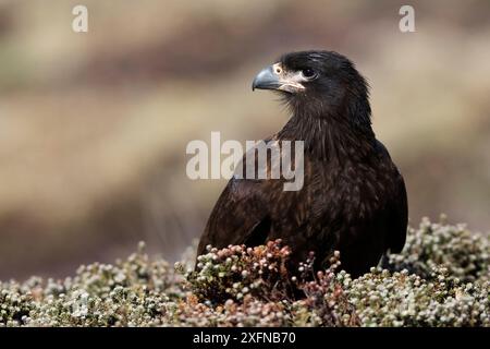 Caracara strié (Phalcoboenus australis), île Carcass, îles Falkland, octobre Banque D'Images