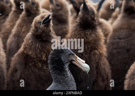 Pétrel géant du sud (Macronectes giganteus) dans le creche de poussins du manchot royal (Aptenodytes patagonicus) à la recherche de proies. Volunteer point, East Falkland, îles Falkland, octobre Banque D'Images