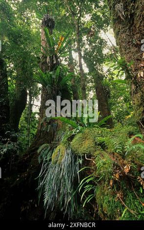 Forêt tropicale humide subtropicale, parc national de Border Ranges, forêt tropicale du Gondwana, site du patrimoine mondial naturel de l'UNESCO, Nouvelle-Galles du Sud, Australie. Banque D'Images