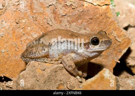 Grenouille arboricole du désert (Litoria rubéole), parc national de Cape Range, Ningaloo Coast, site du patrimoine mondial naturel de l'UNESCO, Australie occidentale. Banque D'Images