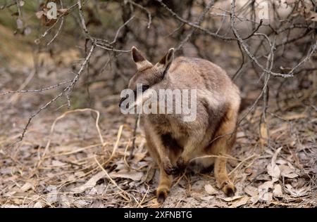 Wallaby rocheux à pieds noirs (Petrogale lateralis subsp. Latéralis) avec joey dans la poche, parc national de Cape Range, site du patrimoine mondial naturel de l'UNESCO de la côte de Ningaloo, Australie occidentale. Banque D'Images