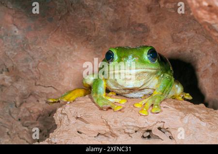 Arbre magnifique grenouille (Litoria splendida), le Parc National de Purnululu Site du patrimoine naturel mondial de l'UNESCO, de l'Australie-Occidentale, en Australie. Endémique de Kimberley Banque D'Images