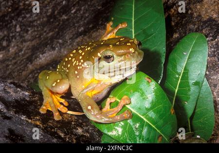 Arbre magnifique grenouille (Litoria splendida), le Parc National de Purnululu Site du patrimoine naturel mondial de l'UNESCO, de l'Australie-Occidentale, en Australie. Endémique de Kimberley Banque D'Images