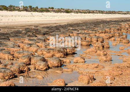 Stromatolites, accrétions de grains sédimentaires formés par des tapis microbiens, Hamelin Pool, Shark Bay, site du patrimoine mondial naturel de l'UNESCO, Australie occidentale, Australie. Banque D'Images