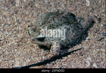 Grenouille de sable (Arenophryne rotonde), Shark Bay, site du patrimoine mondial naturel de l'UNESCO, Australie occidentale. Banque D'Images