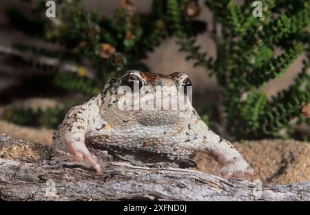 Grenouille de sable (Arenophryne rotonde), Shark Bay, site du patrimoine mondial naturel de l'UNESCO, Australie occidentale. Banque D'Images