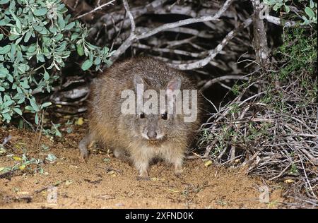 Wallaby du lièvre roux ou wallaby du lièvre occidental (Lagorchestes hirsutus subsp.doreae), Shark Bay, site du patrimoine mondial naturel de l'UNESCO, Australie occidentale. Banque D'Images