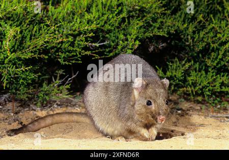 Fouiller le bettong (Bettongia lesueur), Shark Bay, site du patrimoine mondial naturel de l'UNESCO, Australie occidentale. Banque D'Images