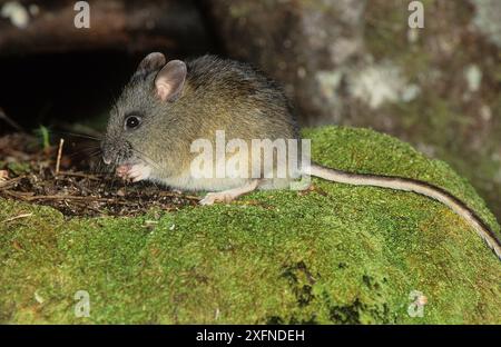 Souris à longue queue (Pseudomys higginsi), parc national de Cradle Mountain-Lake St clair, nature sauvage de Tasmanie, site du patrimoine mondial naturel de l'UNESCO, Tasmanie, Australie. Banque D'Images