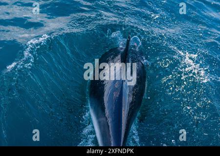 Dauphin commun (Delphinus delphis) nageant à côté d'un yacht à Mounts Bay, Cornouailles, Royaume-Uni Banque D'Images