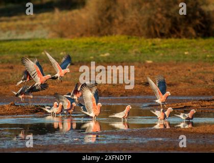 Galah cockatoo (Cacatua roseicapilla) affluent dans l'eau, Willandra Lakes, site du patrimoine mondial naturel de l'UNESCO, Nouvelle-Galles du Sud, Australie. Banque D'Images