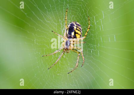 Orbe tisserand Spider (Mangora acalypha) Brockley Cemetery, Lewisham, Londres, Angleterre, Royaume-Uni juin. Banque D'Images