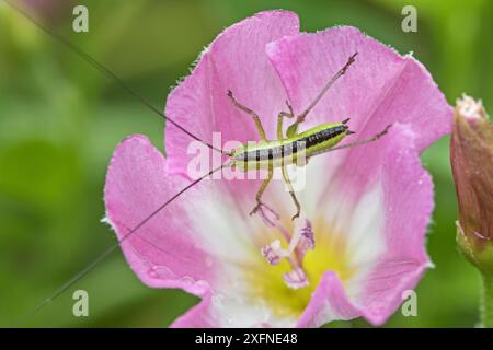 Nymphe sauterelle à longues ailes en forme de cône (Conocephalus discolor) sur la litière des champs, cimetière Brockley, Lewisham, Londres, Angleterre, Royaume-Uni juillet. Banque D'Images