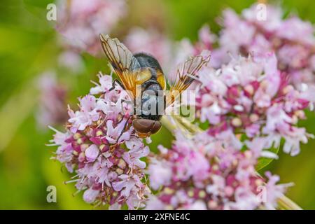 Great pied hoverfly (Volucella pellucens) mâle se nourrissant de marjolaine, Hutchinson's Bank, New Addington, Londres, Angleterre, ROYAUME-UNI. Août. Banque D'Images