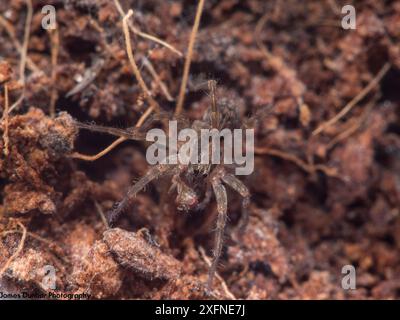 Deserta Grande Wolf Spider (Hogna ingens) dans le programme d'élevage en captivité au Bristol Zoo Gardens, captive. Espèce en danger critique d'extinction, originaire de Madère. Banque D'Images