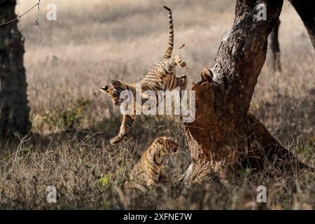 Tigre du Bengale (Panthera tigris) petits âge trois mois jouant, Ranthambhore, Inde Banque D'Images