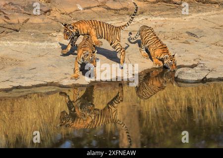 Tigre du Bengale (Panthera tigris) petits âge trois mois jouant, Ranthambhore, Inde Banque D'Images