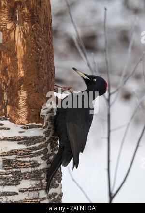 Pic noir (Dryocopus martius), femelle buvant sur le bouleau, Finlande, janvier. Banque D'Images