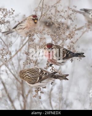 Redpoll commun (Acanthis flammea), mâle adulte, Finlande, janvier. Banque D'Images
