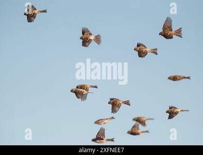 Redpoll commun (Acanthis flammea), troupeau en vol, Finlande, janvier. Banque D'Images
