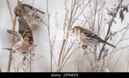 Poll arctique (Carduelis hornemanni) avec polls communs (Carduelis flammea) perchés dans un arbre givré, Finlande, janvier. Banque D'Images